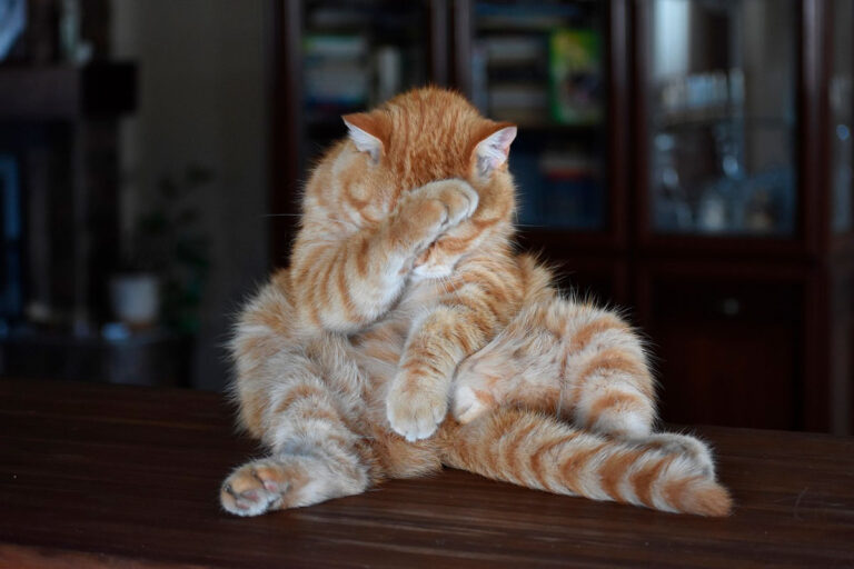 Supere la vergüenza en el trabajo